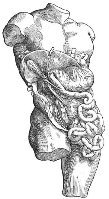 Anatomical illustration by Andreas Vesalius